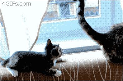 죽고싶냥.gif