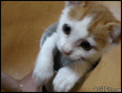 30.gif